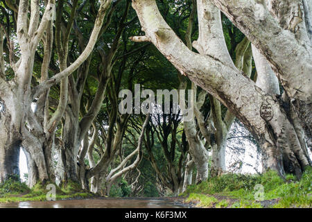 L'obscurité des couvertures sur bregagh rd, ballymoney, Antrim, en Irlande du Nord, une avenue de deux cents ans, les hêtres vu dans la série tv hbo près de grac Banque D'Images