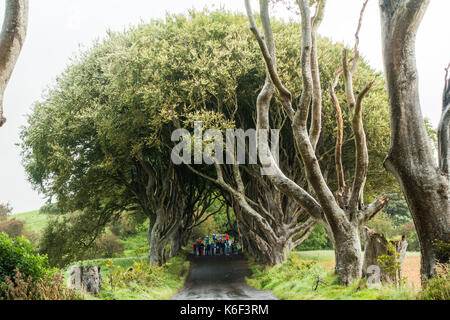 L'obscurité des couvertures sur bregagh rd, ballymoney, Antrim, en Irlande du Nord, une avenue de deux cents ans, les hêtres vu dans la série tv hbo près de grac Banque D'Images