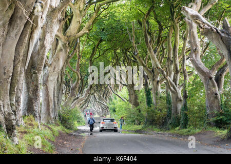 L'obscurité des couvertures sur bregagh rd, ballymoney, Antrim, en Irlande du Nord, une avenue de deux cents ans, les hêtres vu dans la série tv hbo près de grac Banque D'Images