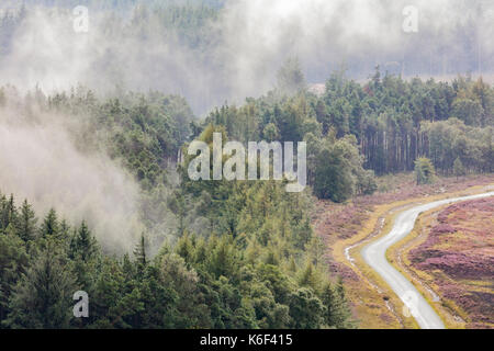 Mist défrichage au coiferous sur forêt egton moor, la bruyère en fleur, et moorland road Banque D'Images