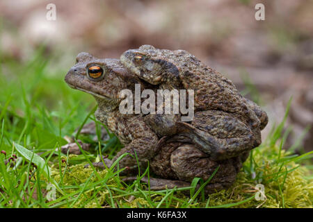 Crapaud commun / european crapauds (Bufo bufo) paire en amplexus marcher plus de prairies en étang d'élevage au printemps Banque D'Images