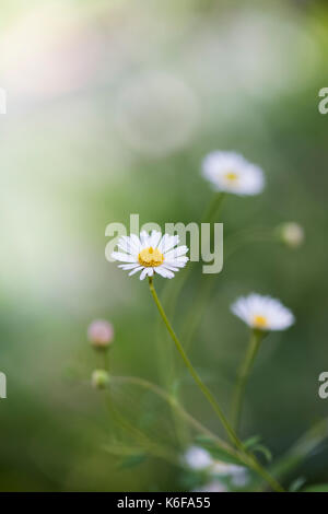 L'Erigeron karvinskianus. Fleabane fleur sur fond vert Banque D'Images