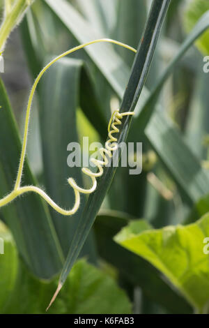 Vrille rétractable autour d'une calebasse des feuilles de poireaux dans un jardin potager. UK Banque D'Images