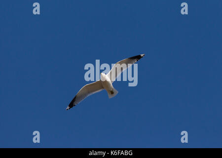 Goéland cendré (Larus canus) en vol sur fond de ciel bleu Banque D'Images