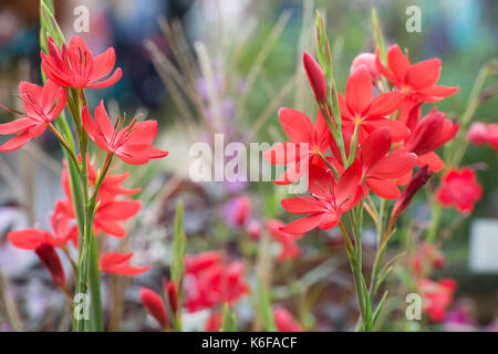 Hesperantha coccinea 'Majeur'. Schizostylis coccinea 'Major'. Drapeau rouge lily 'Majeur'. Lis Kaffir 'Majeur' Banque D'Images