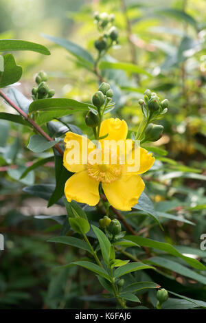 Hidcoteense x Hypericum 'Hidcote', le millepertuis 'Hidcote Banque D'Images