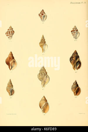 Conchologia iconica, ou des illustrations, des coquilles de molluskous animaux (10187533475) Banque D'Images