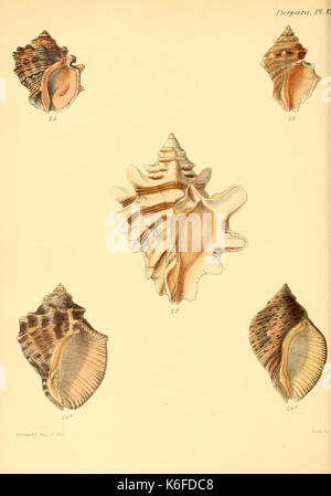 Conchologia iconica, ou des illustrations, des coquilles de molluskous animaux (10187496506) Banque D'Images