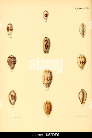 Conchologia iconica, ou des illustrations, des coquilles de molluskous animaux (10187406153) Banque D'Images