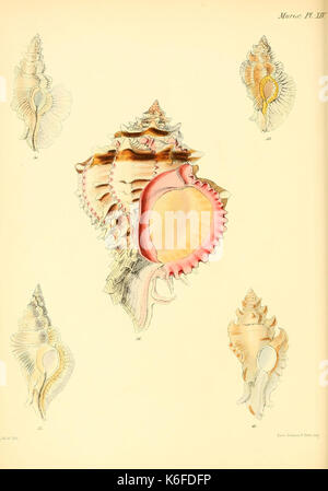 Conchologia iconica, ou des illustrations, des coquilles de molluskous animaux (10187090124) Banque D'Images