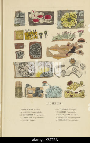 Dictionnaire classique des sciences naturelles (9368495227)