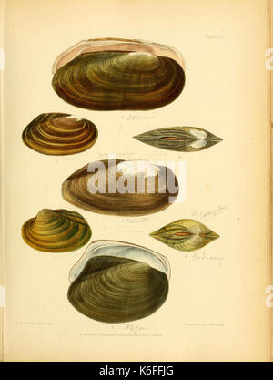 Conchologia indica (Planche XLIV) (8577103707) Banque D'Images