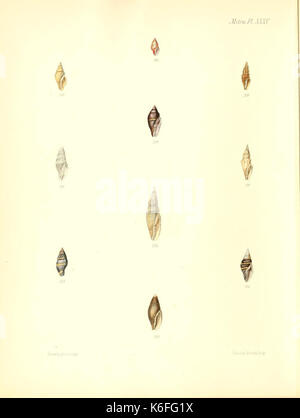 Conchologia iconica, ou des illustrations, des coquilles d'animaux (molluskous Mitra, plaque 35) (7795576540) Banque D'Images