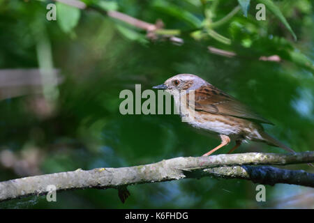 Nid, Prunella modularis (Prunelidae), mâle adulte, perché sur branche. L'Europe Banque D'Images