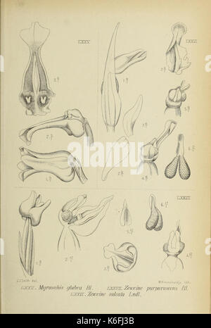 Monochapelle Die von Java fig. 7577 (1908) Banque D'Images