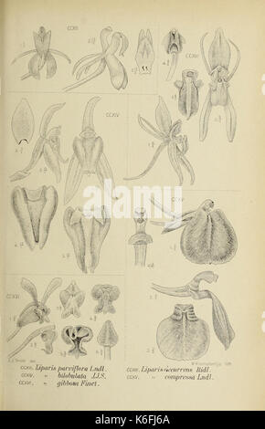 Monochapelle Die von Java fig. 212 216 (1910) Banque D'Images