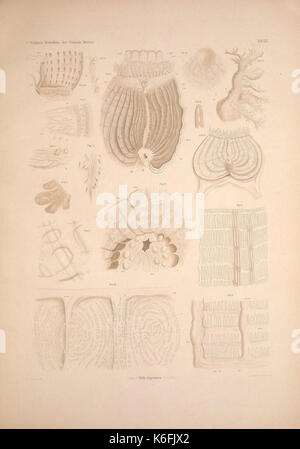 Wirbellosen Die Weissen des Meeres. Erster Band (Taf. XIX) (9141971897) Banque D'Images