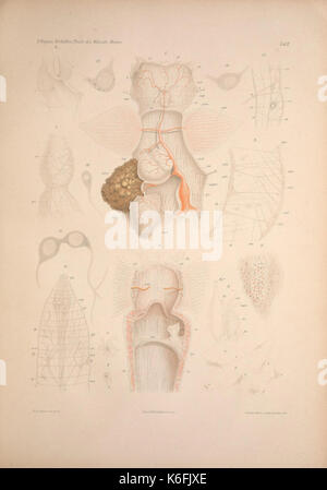 Wirbellosen Die Weissen des Meeres. Erster Band (Taf. X) (9141956541) Banque D'Images