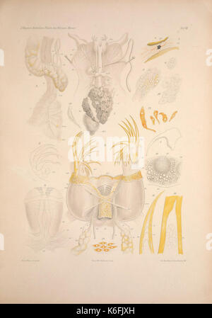 Wirbellosen Die Weissen des Meeres. Erster Band (Taf. VIII) (9141953383) Banque D'Images