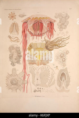 Wirbellosen Die Weissen des Meeres. Erster Band (Taf. V) (9141948201) Banque D'Images