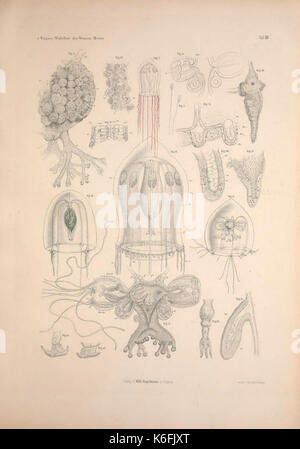 *Die Wirbellosen des Weissen Meeres* (les invertébrés de la mer Blanche) est un travail scientifique axé sur les invertébrés marins. Ce premier volume offre des illustrations détaillées et des descriptions des espèces trouvées dans la mer Blanche. Banque D'Images