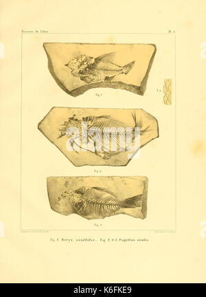 Description de quelques poissons fossiles du Mont Liban (planche 1) (8615644277) Banque D'Images