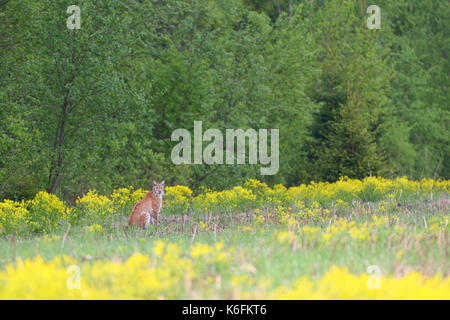 Sauvage et libre lynx (Lynx lynx) en Estonie, Europe Banque D'Images