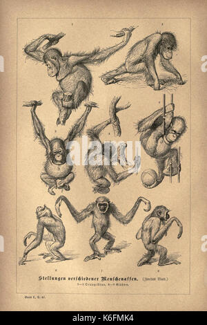 Cette plaque est tirée du livre 'Brehms Tierleben', un ouvrage du début du XIXe siècle qui se concentre sur le comportement animal, la zoologie et l'histoire naturelle. Banque D'Images