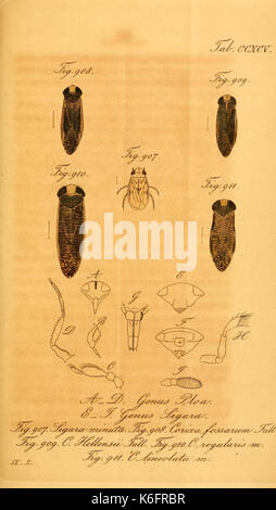 Wanzenartigen Die Insecten (tab. CCXCV) (7746564026) Banque D'Images