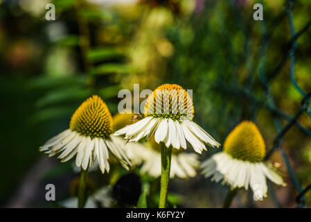 White Swan coneflower fleurs dans le jardin, journée ensoleillée d'été. Banque D'Images