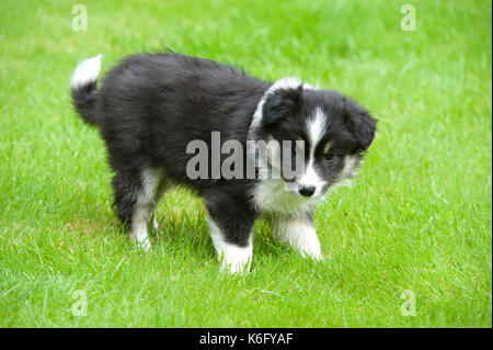 Chien border collie, chiot, dans jardin uk, jouer, noir et blanc, 10 semaines Banque D'Images