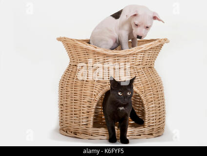 9 semaine vieux chiot staffy et son compagnon 6 mois du chaton, ensemble en studio, jouant, uk Banque D'Images