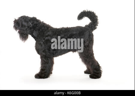 Black Russian Terrier, debout, studio, fond blanc Banque D'Images