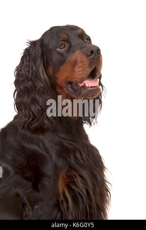 Chien setter gordon, portrait, sur fond blanc, cut out, studio Banque D'Images
