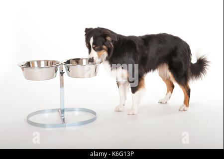 Les chiens de berger australien, tri de manger de couleur bol alimentaire en stand, studio, fond blanc Banque D'Images