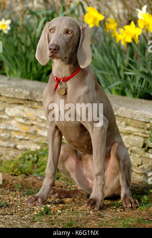 Braque de chien, jeune chien assis par lit de fleur de jardin, alerte, jonquilles, jaune, collier Banque D'Images