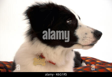 Chiot border collie, 14 semaines, avec col, noir et blanc, couleur de berger, découper, fond blanc, animal Banque D'Images