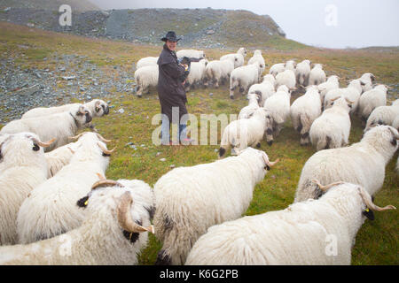 L'élevage de moutons en Museau noir homme Alpes Suisse, Zermatt, Valais, Suisse Banque D'Images