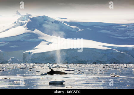 Le petit rorqual (Balaenoptera acutorostrata) Nager dans le détroit de Gerlache, l'Antarctique Banque D'Images