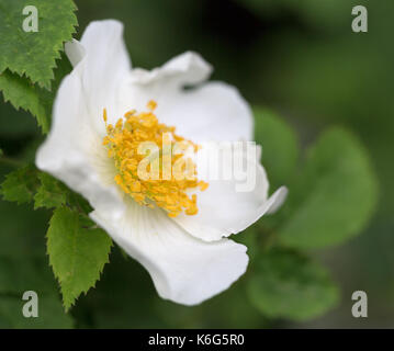 Close up of Dog rose (rosa canina) Banque D'Images