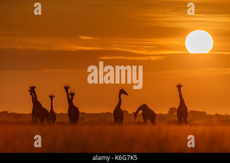 Troupeau de girafes au lever du soleil, dans le centre du parc national du Kalahari, botswana, lumière dorée dans l'herbe haute. Banque D'Images