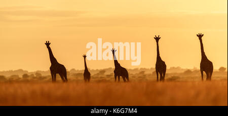 Troupeau de girafes au lever du soleil, dans le centre du parc national du Kalahari, botswana, lumière dorée dans l'herbe haute. Banque D'Images