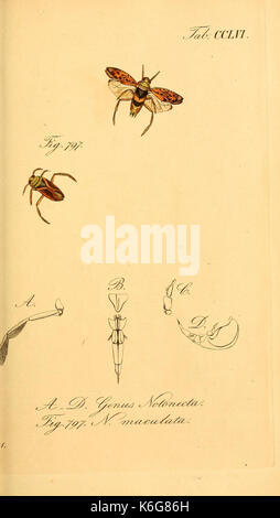 Wanzenartigen Die Insecten (tab. CCLVI) (7746525672) Banque D'Images