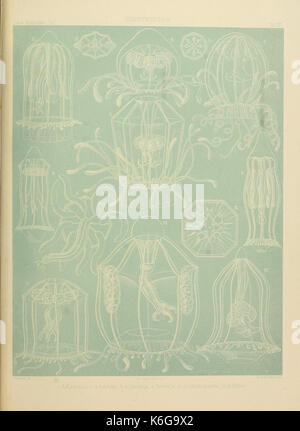 Denkschriften der Naturwissenschaftlichen Medicinisch Gesellschaft zu Jena (Taf. XVI) (7371579722) Banque D'Images