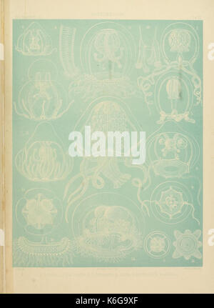 Denkschriften der Naturwissenschaftlichen Medicinisch Gesellschaft zu Jena (Taf. VI) (7371569736) Banque D'Images