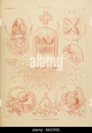 Denkschriften der Naturwissenschaftlichen Medicinisch Gesellschaft zu Jena (Taf. V) (7371568794) Banque D'Images