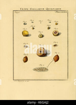 De natuurlyke historie der insecten (tab. XXXVI) (7158188284) Banque D'Images