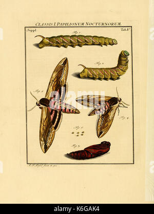 De natuurlyke historie der insecten (tab. V) (7158147196) Banque D'Images