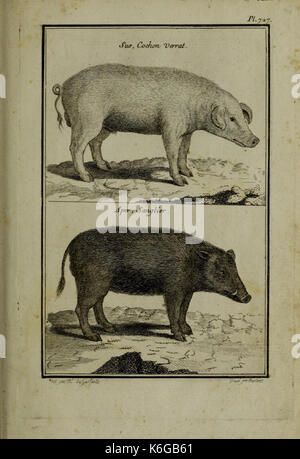 Description, vertus et usages de sept cents dix neuf plantes (planche 727) (11453425354) Banque D'Images