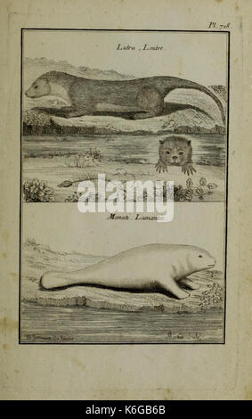 Description, vertus et usages de sept cents dix neuf plantes (planche 718) (11453404574) Banque D'Images